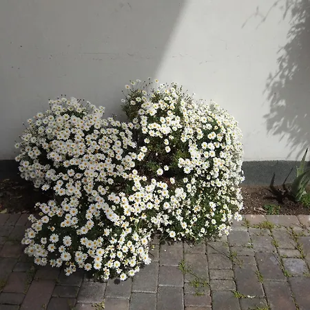 Coccinella Pensjonat 3*