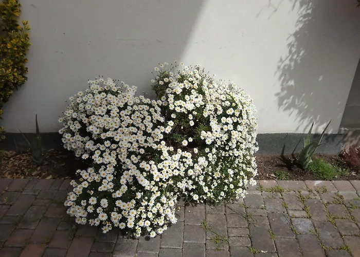 Coccinella Guest house 3*